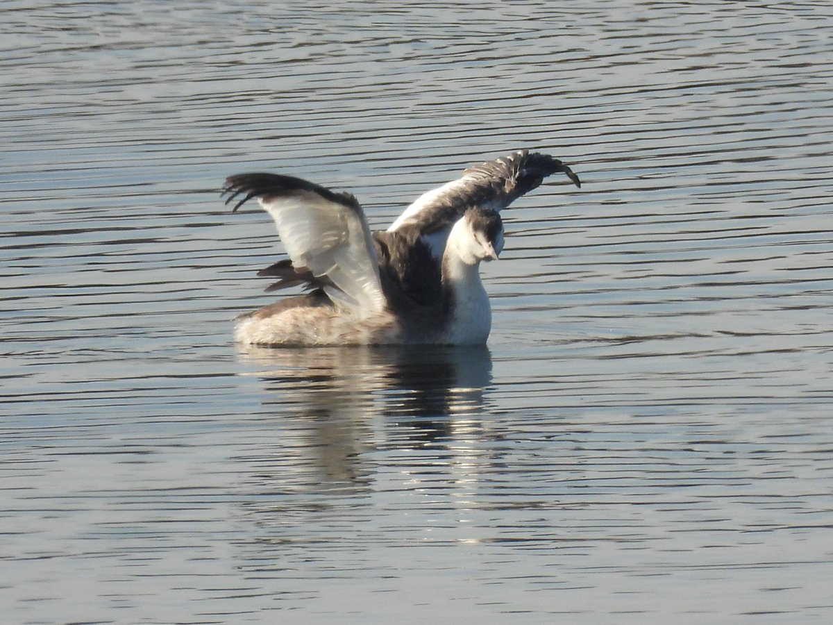 元祖ギャオス😅 #カンムリカイツブリ