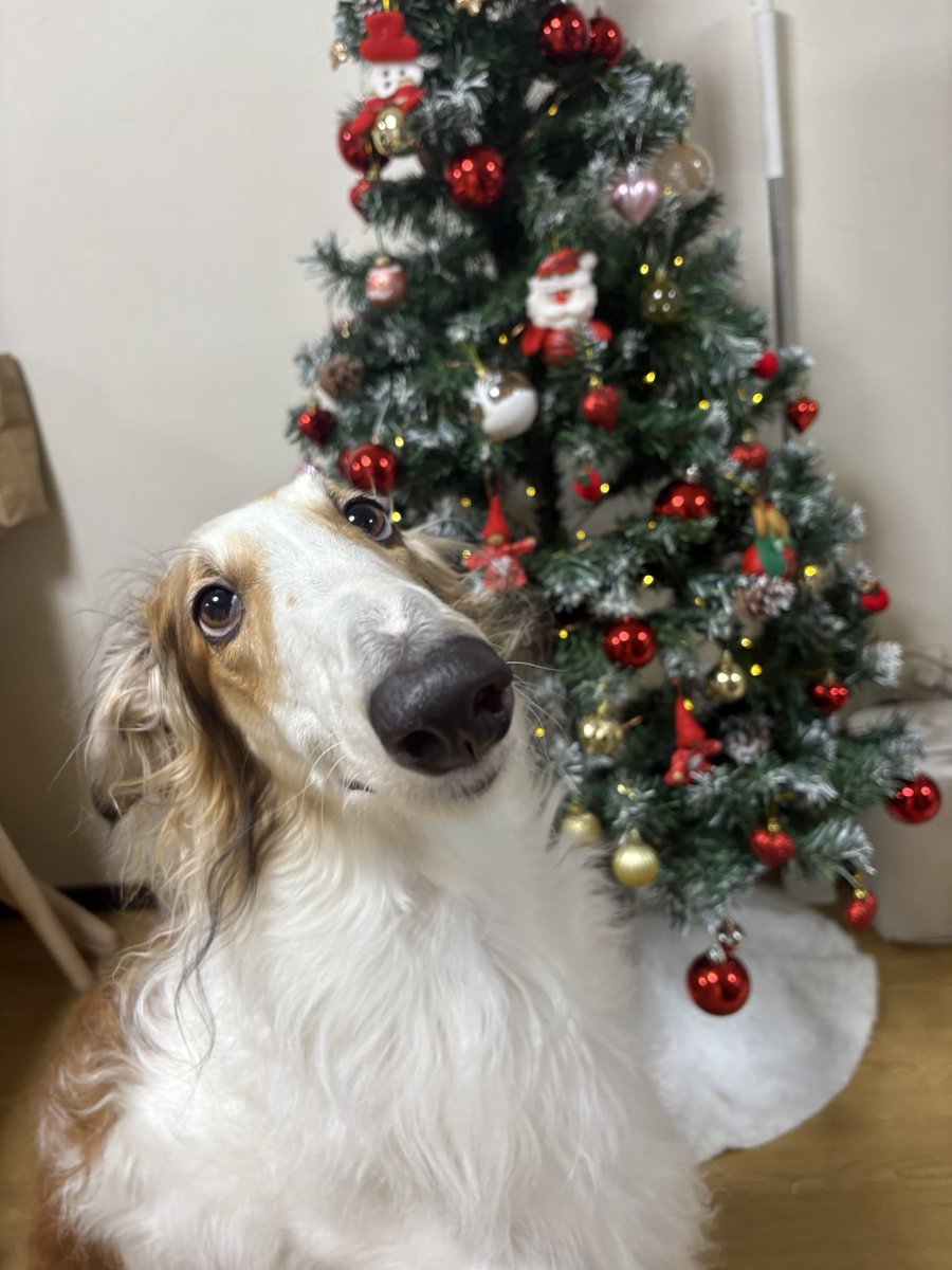 やっっっとツリー出したよ⊹⁺⸜(ᐡ⸝ɞ̴̶̷ ·̮ ɞ̴̶̷⸝ᐡ)⸝⁺⊹