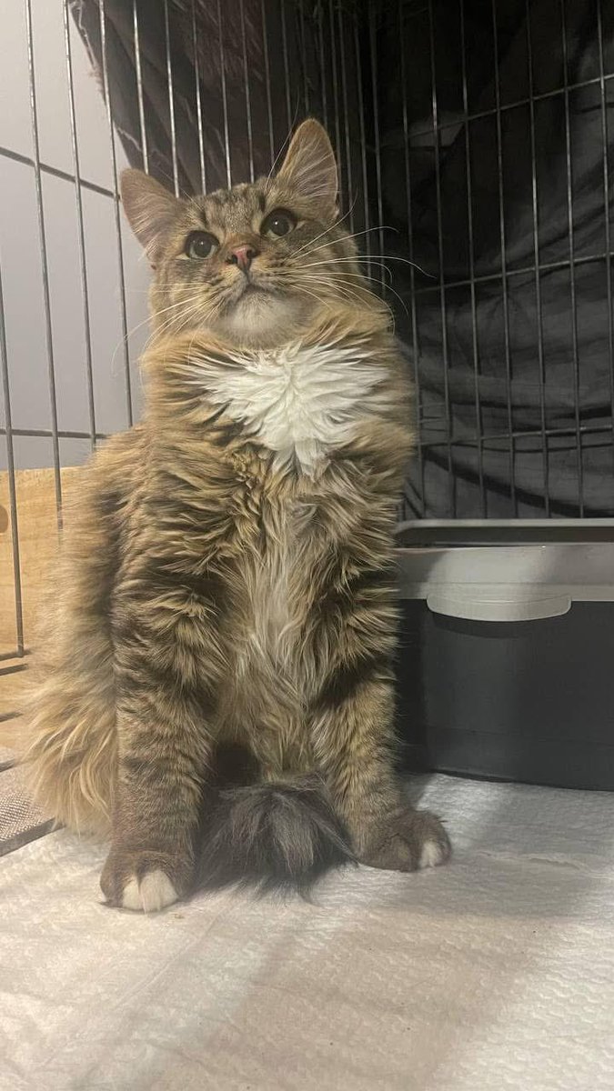 Памʼять нещадно нагадує про наші втрати. Це Банош, синок Моллі. 

2 роки тому він знайшов тут на тві чудову, неймовірну родину, в нього також була пухнаста сестричка, але серцева недостатність…… малюк прожив в родині всього 5 місяців, за нього боролись, але це нажаль вирок. Він