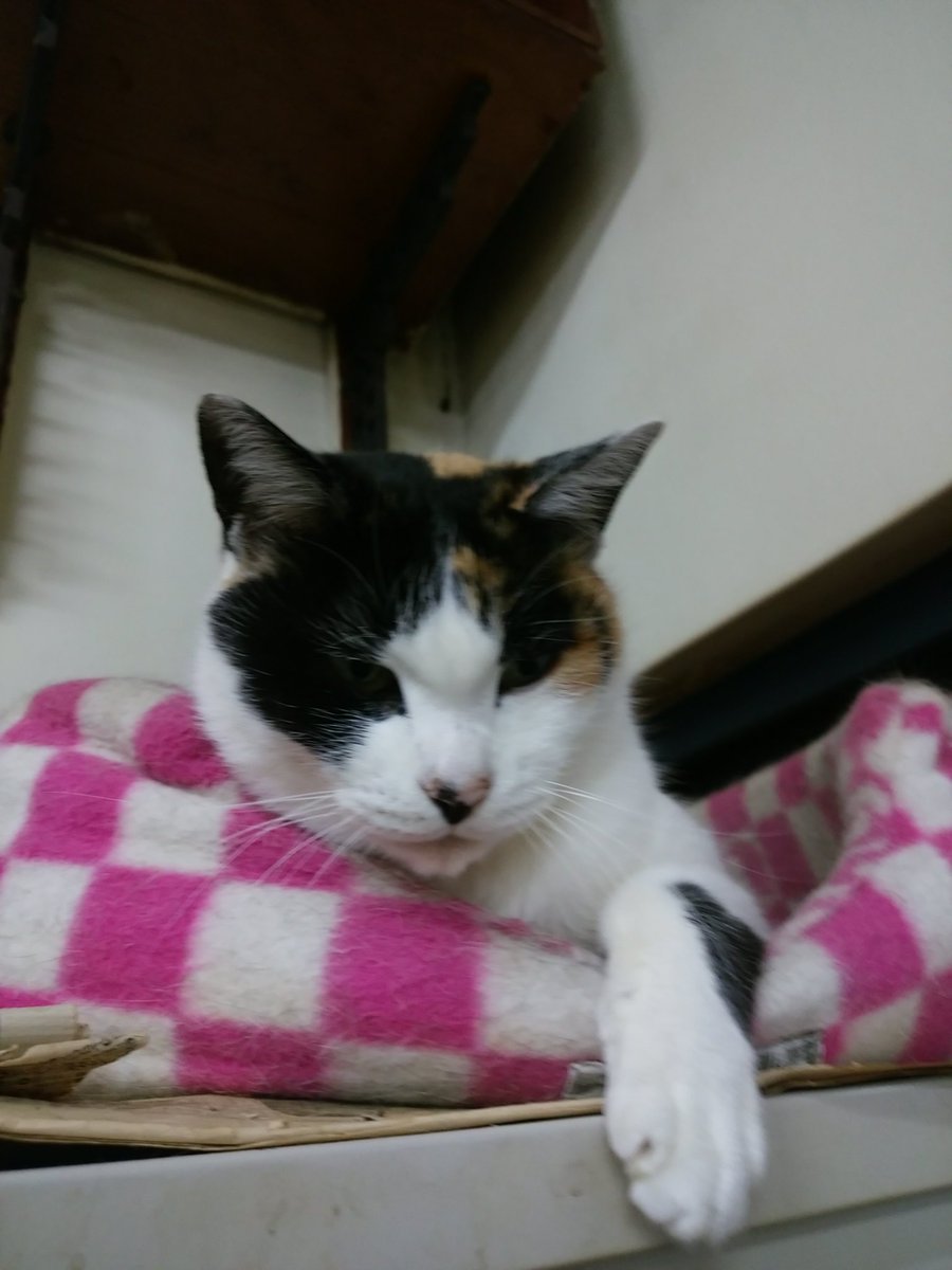 いやぁ～こゆみけさんの存在の重要性をいまだに感じている今日この頃