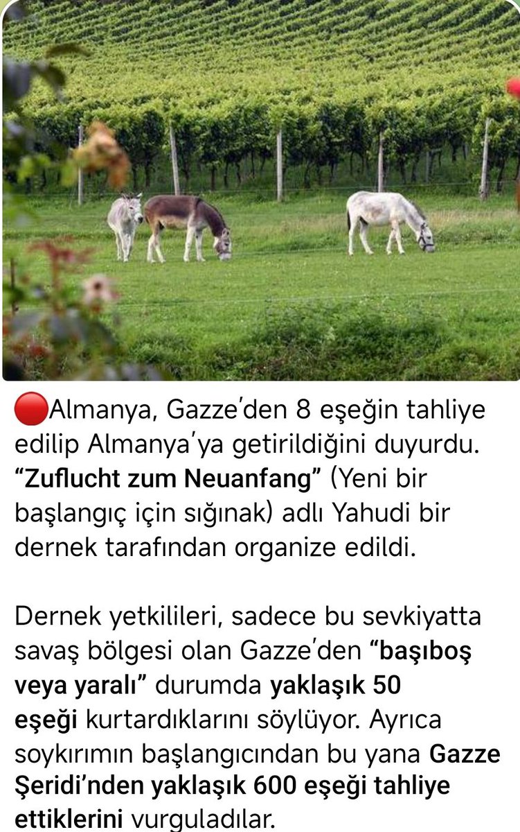 pendikkopekdolu's tweet image. Gazze’deki eşekleri kurtarmışlar!
Ne kadar da canayakın(!) bu hainler! 
Hemcinslerini kurtarıyorlar desek, eşeğe hakaret olur! 
Oysa ki, Gazze’de eşekler Gazzelilerin eli ayağı, hayatlarının vazgeçilmez parçası! Gazzeli için ne değerliyse, onu ellerinden alıyor zalimler!