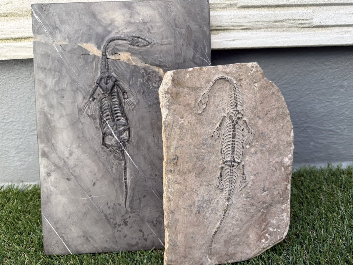 数千円の激安ケイチョウサウルスを手に入れました👀※右の赤っぽい岩盤