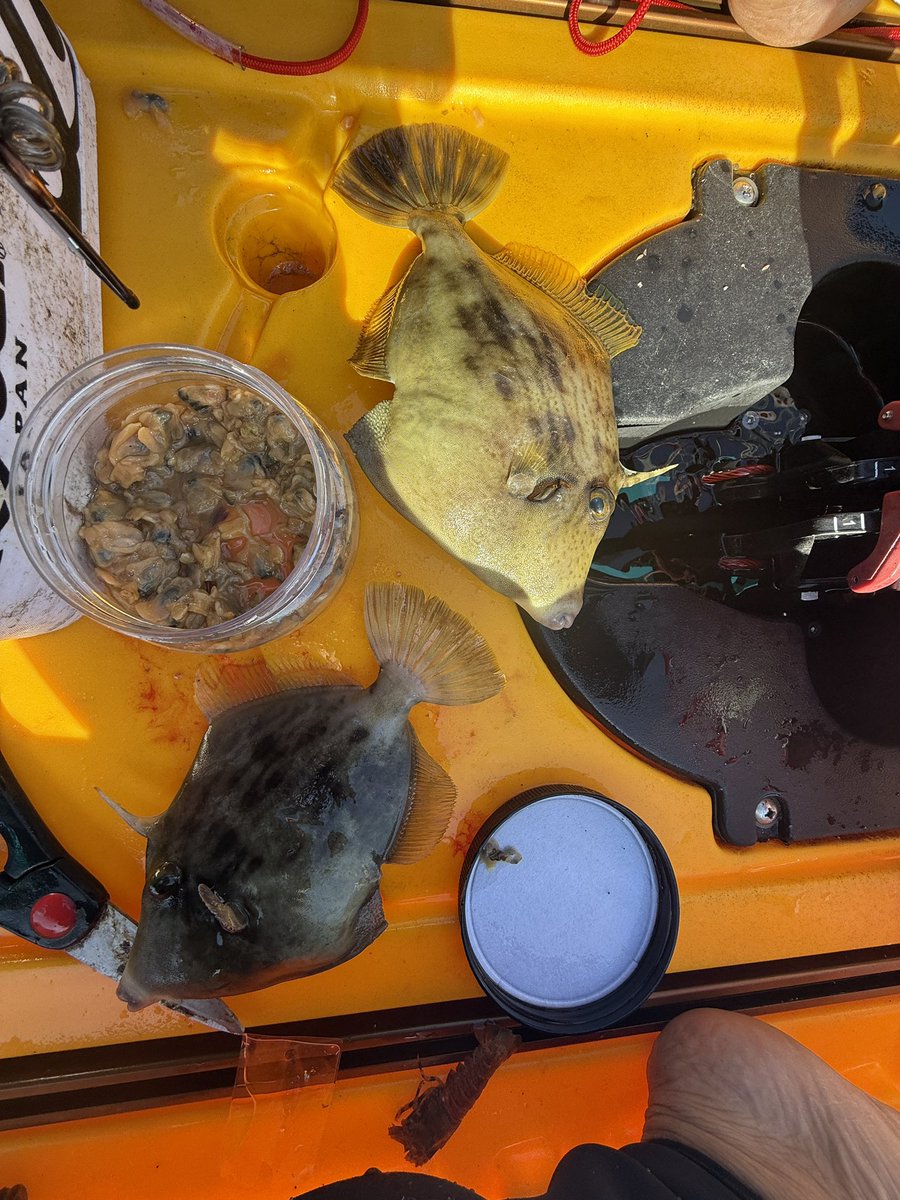 zd22m's tweet image. 今日もカヤック釣り。カワハギシーズン始まったのでこれからはカワハギばっかになりそう。