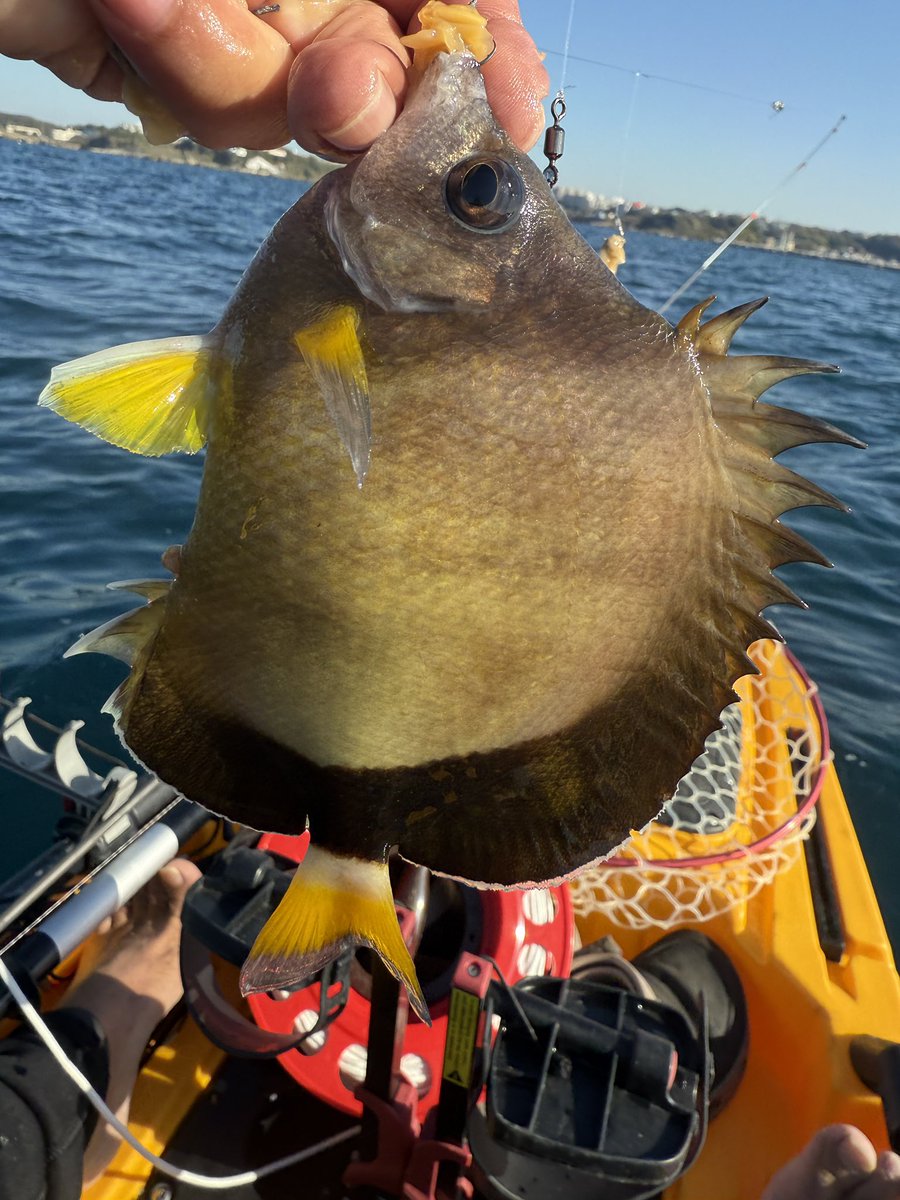 zd22m's tweet image. 今日もカヤック釣り。カワハギシーズン始まったのでこれからはカワハギばっかになりそう。
