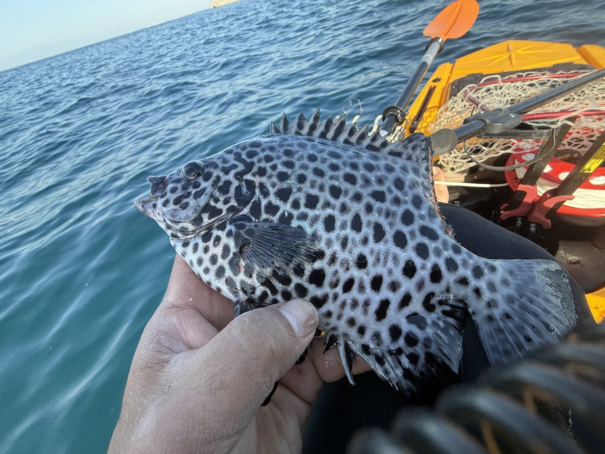 zd22m's tweet image. 今日もカヤック釣り。カワハギシーズン始まったのでこれからはカワハギばっかになりそう。