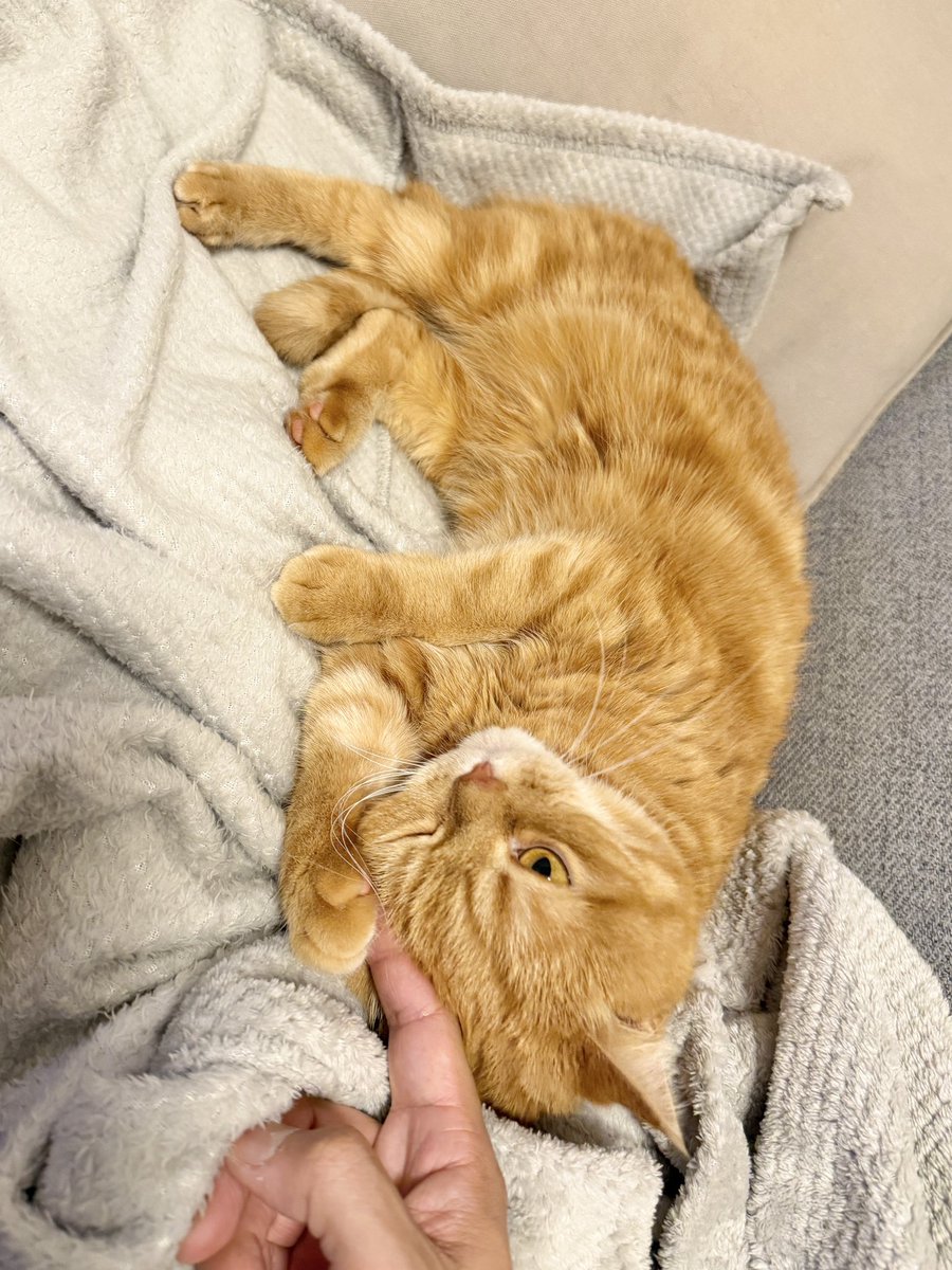 にゃむ (@nyamuchannel) / Posts / X