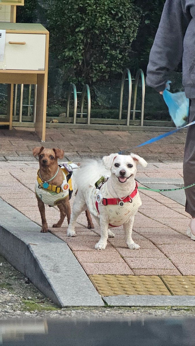 오늘 울집막내 애.카 갔다가 앙칼진 견에게 잔뜩 짖음 당했는데(평소에 물려도 안짖고 하울링당해도 안짖음) 근처에 엄마랑 누나 있다고 풀쩍 와서 안기는 게 너무 웃펐다 하하하 .. . .. 대충 이런 얼굴을 하고