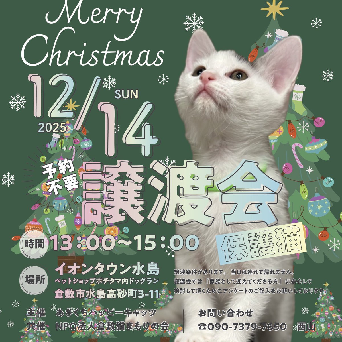 里親募集 #譲渡会 #保護猫 🐈保護猫譲渡会🐈予約不要 2025年12月14日