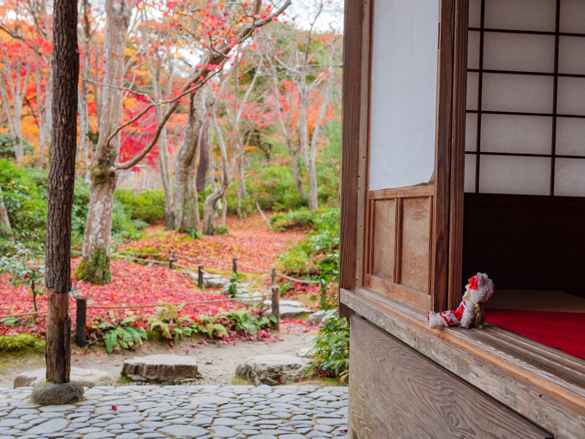 ぼーっ🍪

#ミントミネット 
#シュガーカップス #シュガカツ