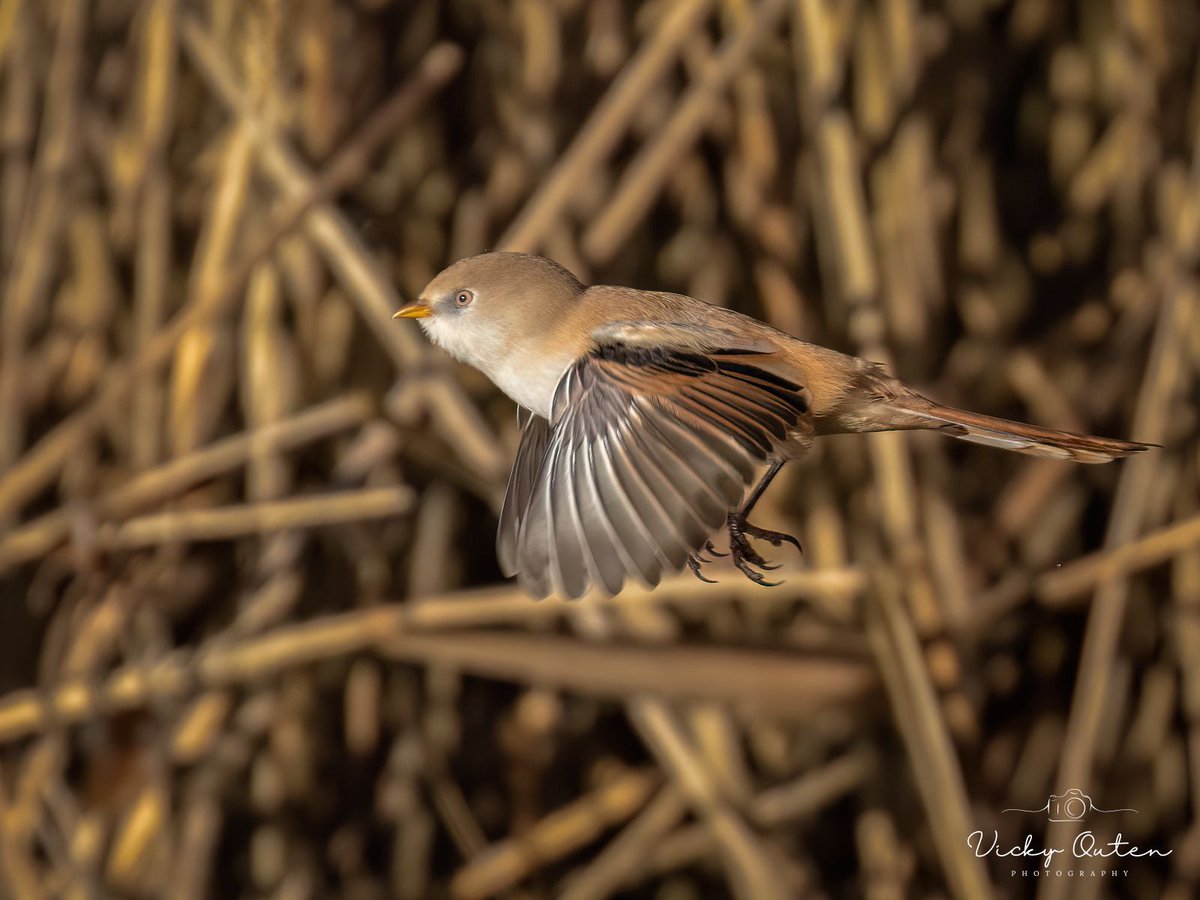 Vicky Outen Photo DPAGB tweet media