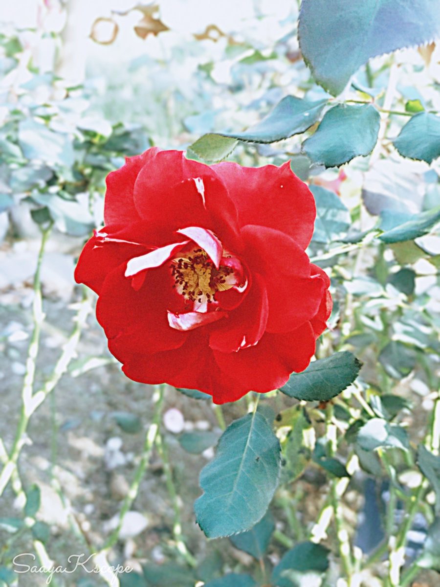 Flower Photo Club Community on X - 4.4K Members