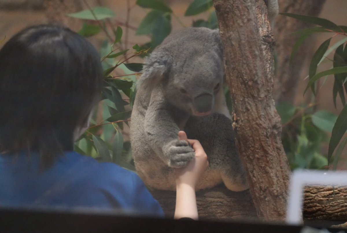 🐨きむちゅん🐨 tweet media