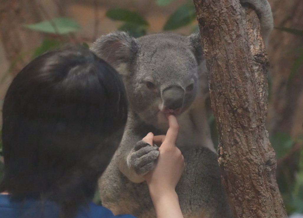 🐨きむちゅん🐨 tweet media