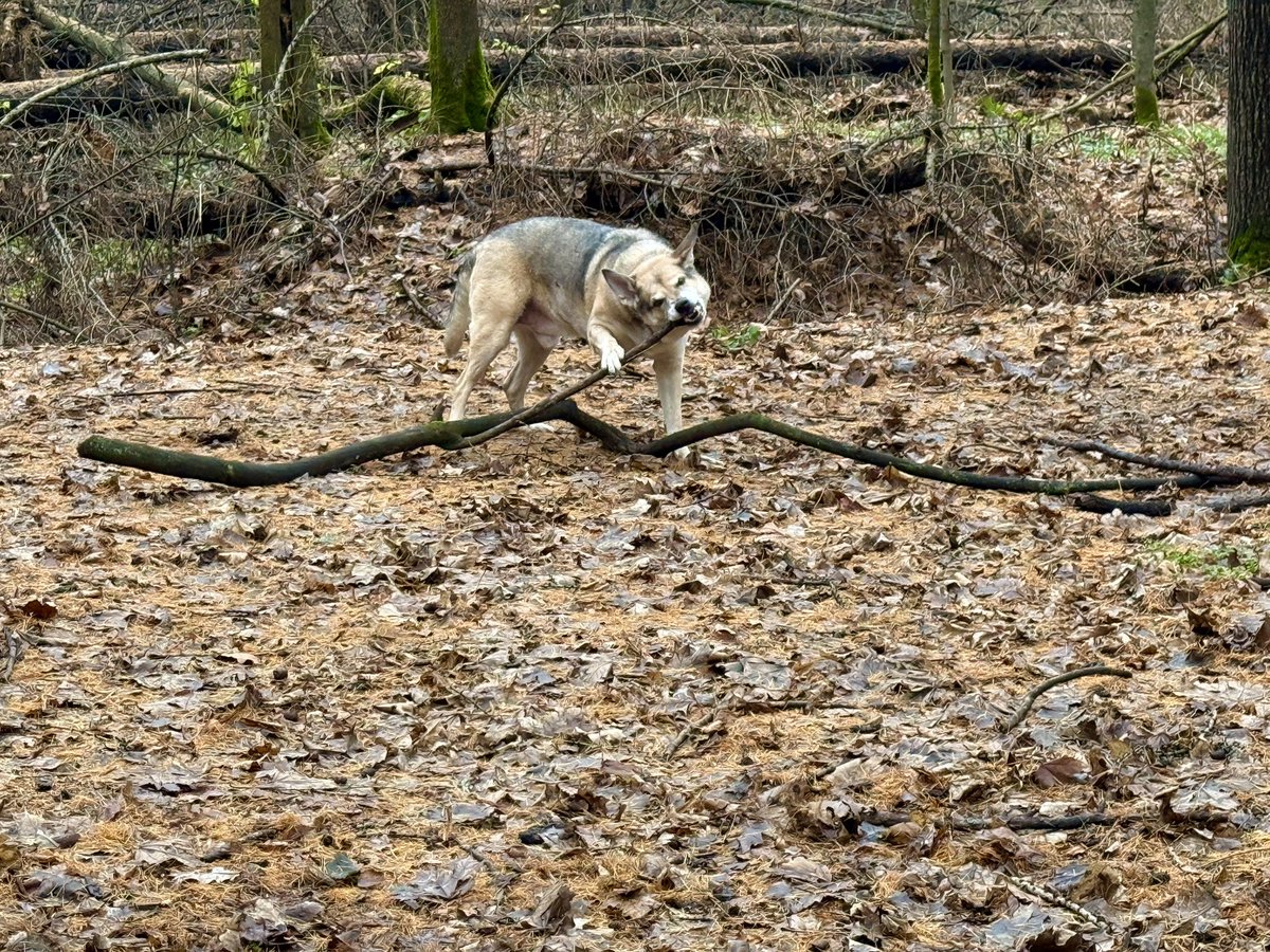 Ребята, сегодня день матери и всемирный день домашних животных. Всех поздравляем. Доброе утро!