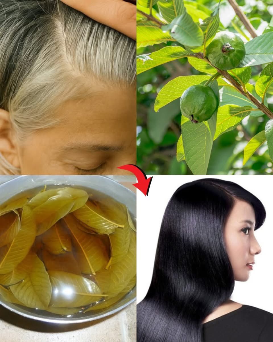 🧵Guava leaves - Nature’s secreted for turning white hair, black again.

This humble leaf is one of natures, strongest hair, restoring botanicals.

In nourishes the root boost malanin and bring back your natural black shine.👇