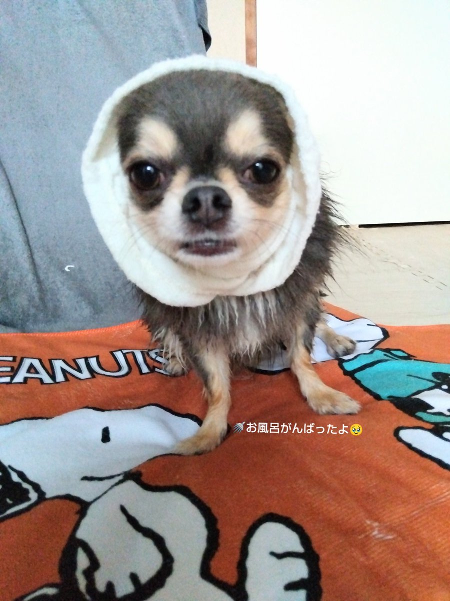 チワワ 🐾ちくわ🐾 (@AEGE80VDq679692) / Posts / X