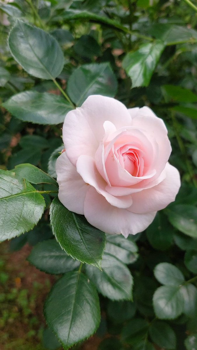 ひでくん 11月最後の日曜日の一日お疲れさまでした🍵 今日も見て頂いて