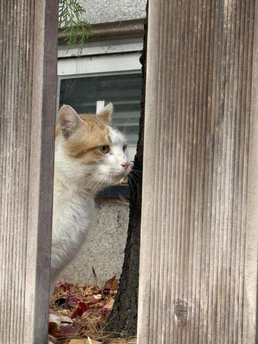 닭가슴살 두 개 던져 주고 손가락에 묻은 기름기는 쌓여 있는 낙엽으로 닦았다. 일회용품 사용 한 번 세이브!