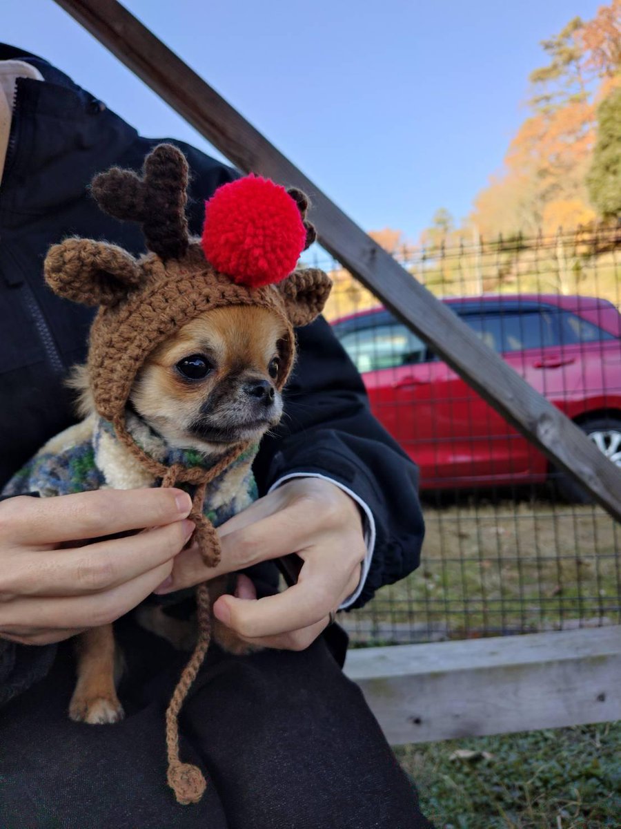 tiisuke_tiii's tweet image. 本日チワワ会に行ってきまして、トナカイ帽子をお借りしたいぬ。