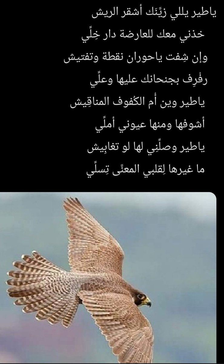 الشاعر عيسى الجديبا الحربي tweet media