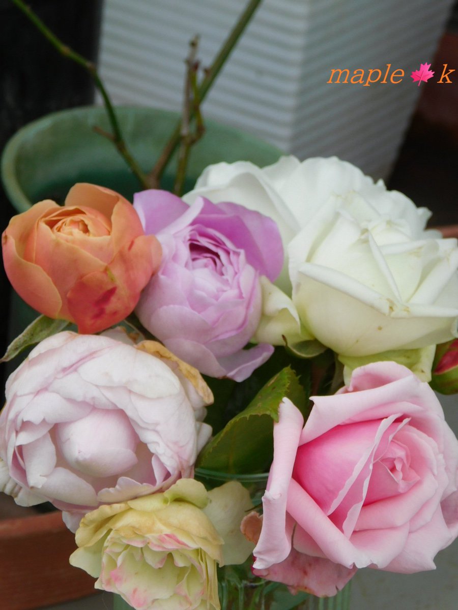 メープル 楓 (@DaNDVp2i9V1F857) / Posts / X