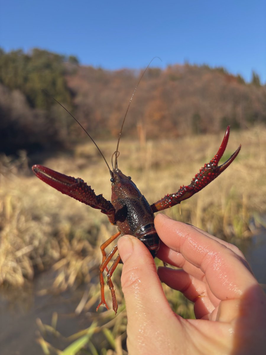 今日も今日とてビオトープでアメザリ防除 水温が低下してもガサガサで