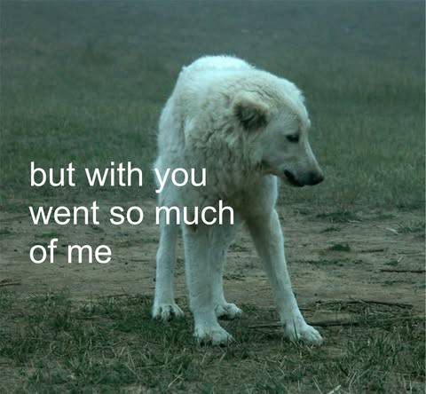 caninepoetry (@caninepoetry_) on Twitter photo 