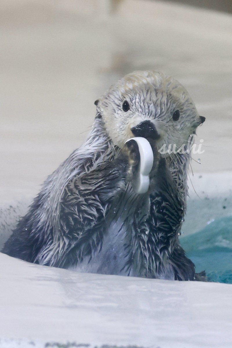 ラッコのキラちゃん