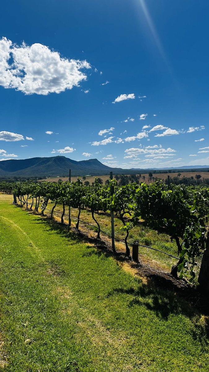 BookDirectAU's tweet image. Great day today in the heart of the Hunter Valley Wine Country. 
#huntervalley