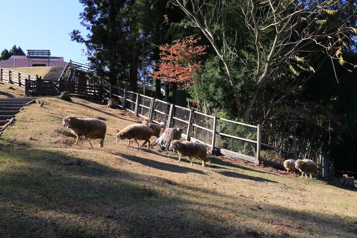 lc575able's tweet image. まさに小春日和の天気でした。12月に入ると冬に向かうのでしょうね。兵庫県北部の但馬牧場公園に行ってきました。

スキー場は芝生が広がっています。

羊が散歩中です。ヤギや牛もいます。

デジカメはEOS-70D、フィルムカメラはOlympus Pen-FTです。
#但馬牧場公園