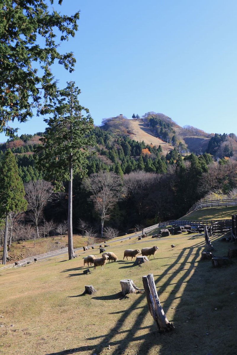 lc575able's tweet image. まさに小春日和の天気でした。12月に入ると冬に向かうのでしょうね。兵庫県北部の但馬牧場公園に行ってきました。

スキー場は芝生が広がっています。

羊が散歩中です。ヤギや牛もいます。

デジカメはEOS-70D、フィルムカメラはOlympus Pen-FTです。
#但馬牧場公園