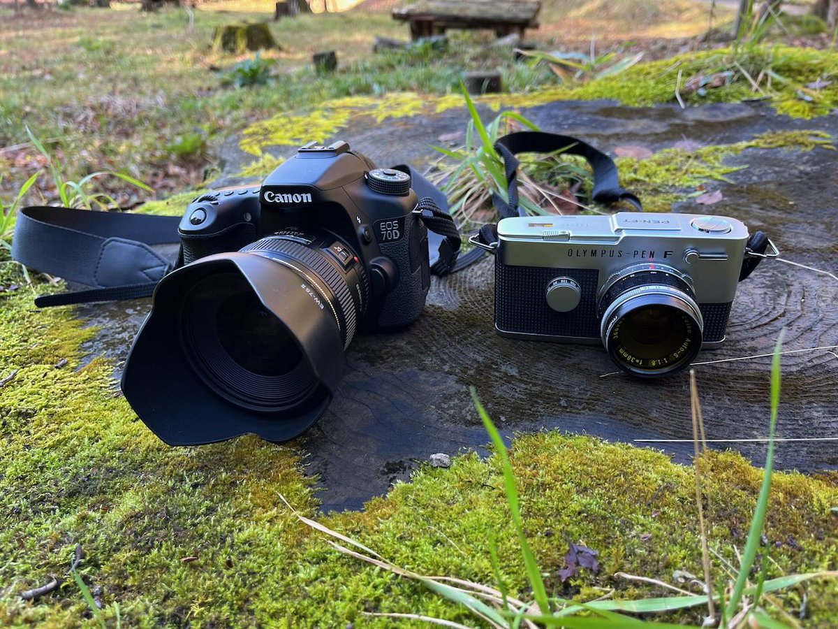 lc575able's tweet image. まさに小春日和の天気でした。12月に入ると冬に向かうのでしょうね。兵庫県北部の但馬牧場公園に行ってきました。

スキー場は芝生が広がっています。

羊が散歩中です。ヤギや牛もいます。

デジカメはEOS-70D、フィルムカメラはOlympus Pen-FTです。
#但馬牧場公園