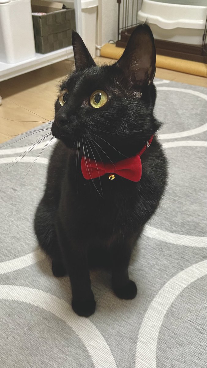 モフモフ (@mfmfonk) / Posts and Replies / X