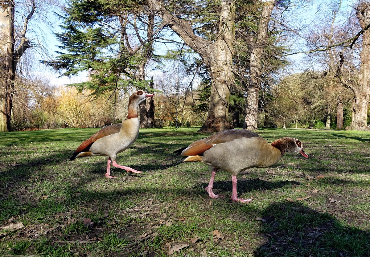 Ipaintatnight's tweet image. #AlphabetChallenge #WeekVforVowels Egyptian Geese