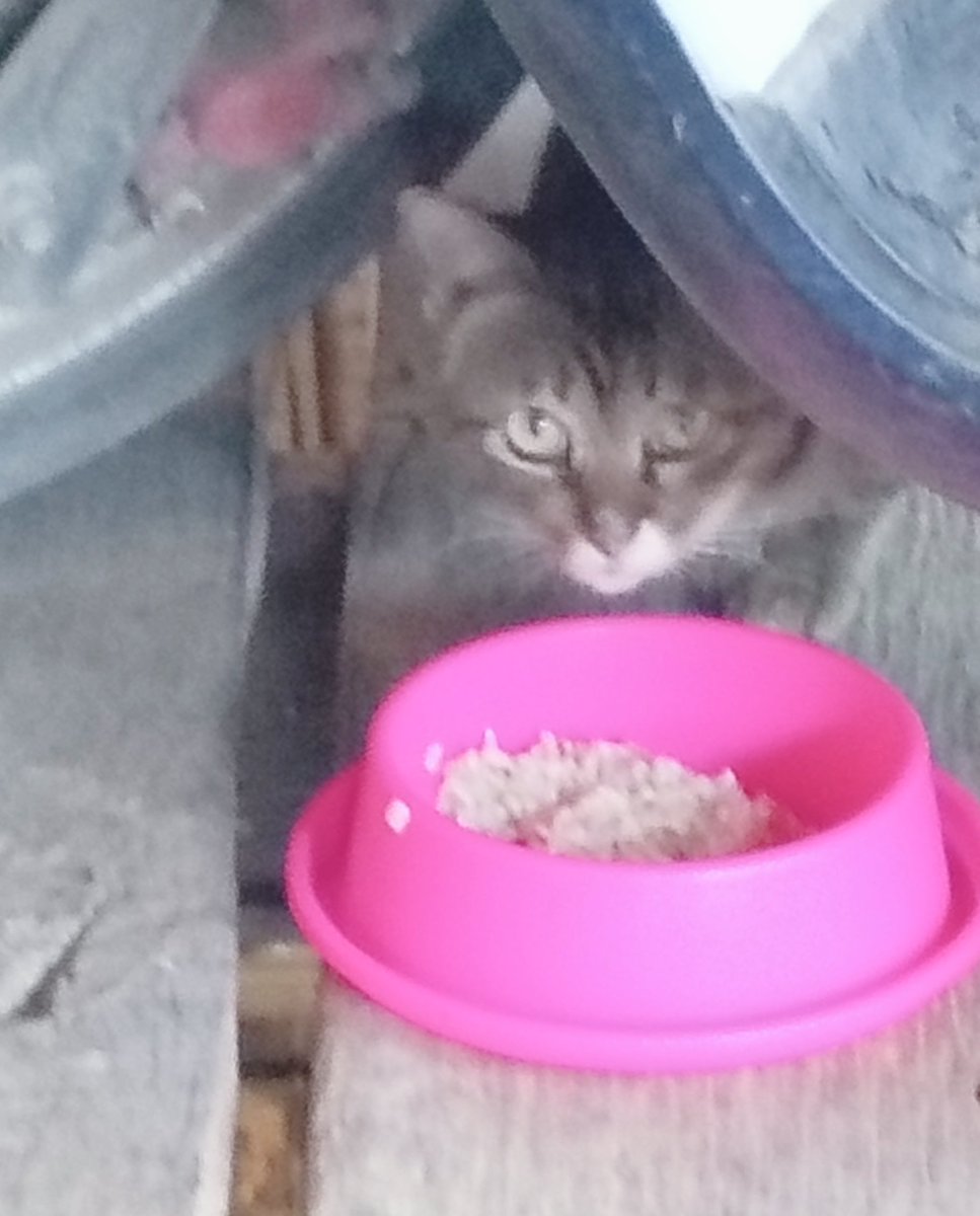 นุชรู้ตัวนะว่าสภาพตอนนี้เป็นยังไงแต่ก็ไม่รู้ทำไมแมวชอบมาหา อย่างน้องตัวนี้ไม่ยอมให้จับตัวนะเข้ากับแมวที่บ้านไม่ได้ด้วย จะมาขอข้าวอยู่หน้าบ้านเจ้าของน้องพึ่งจมน้ำเสียไปที่ออกข่าว แล้วก็ต้องออกไปเทอาหารไว้ให้ทุกวันไม่งั้นจะบุกเข้ามากัดน้องแมวในบ้าน

#เป๊กผลิตโชค
#PeckPalitchoke