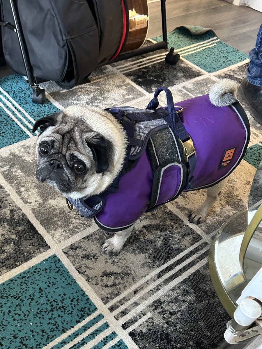PugBrigadier's tweet photo. @MissLauraMarcus Ernie is adopted #PDWRA pugs are lovely little dogs full of character and personality great companions Please go to a rescue you will find so many beautiful dogs looking for a great home. Good luck. https://t.co/Ukl79Xqgeg