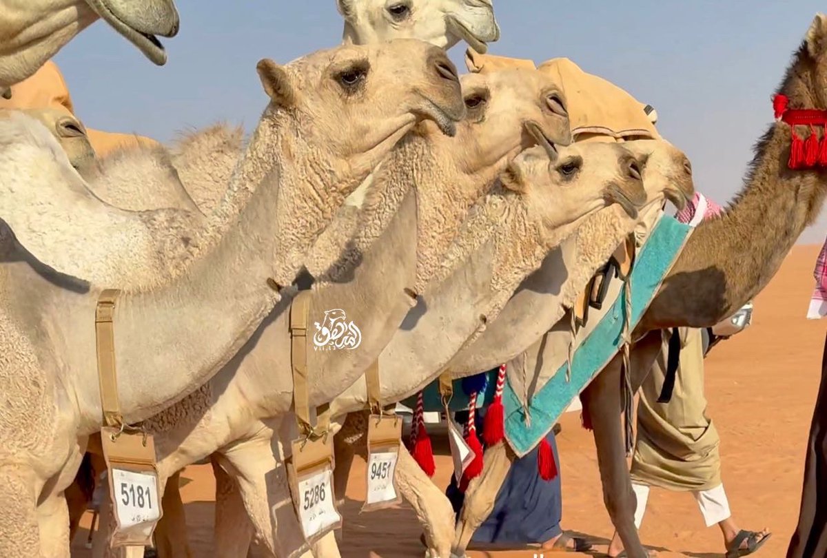 الصعّب | 🐪 tweet media