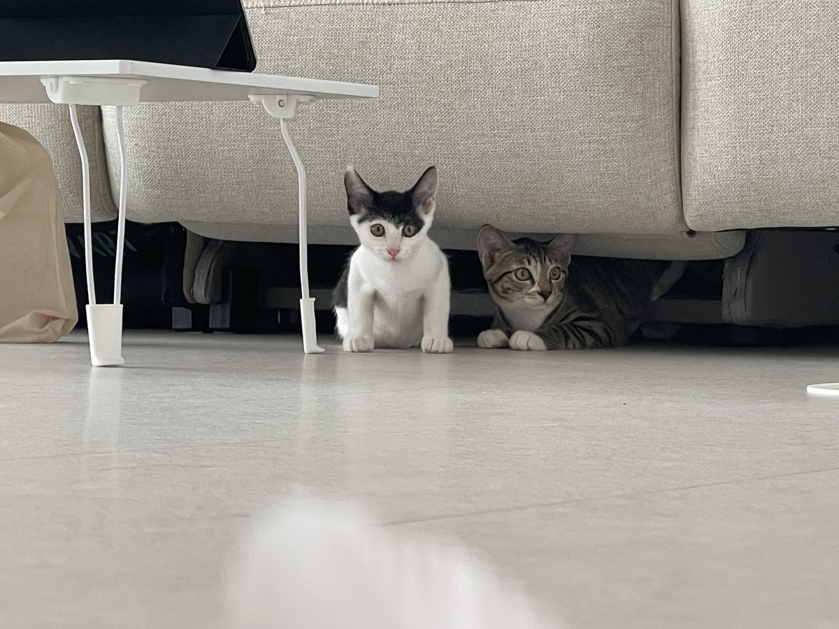 김박사🕯️ tweet media