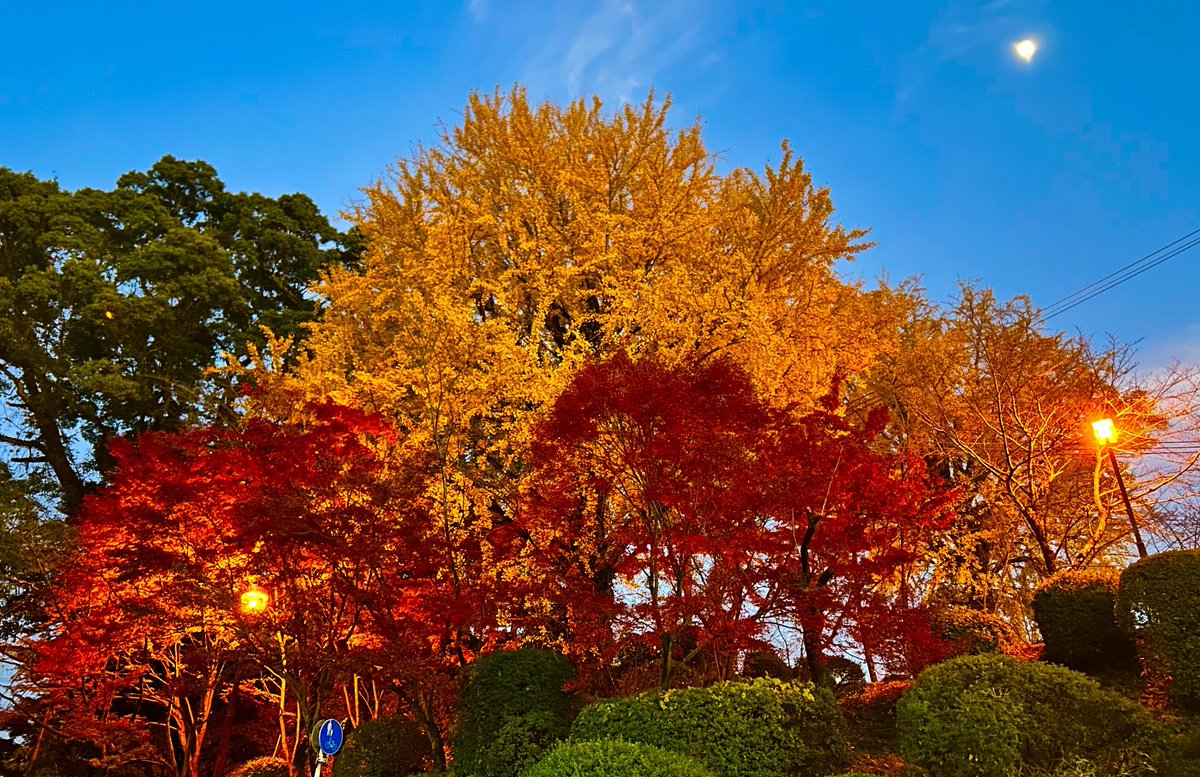 Kikuchi Jinja 菊池神社⛩️