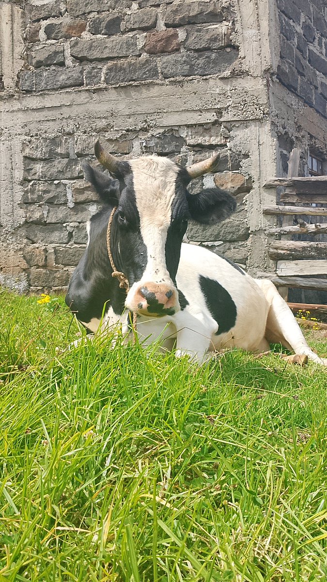 Out here listening to Doja with this Diva.