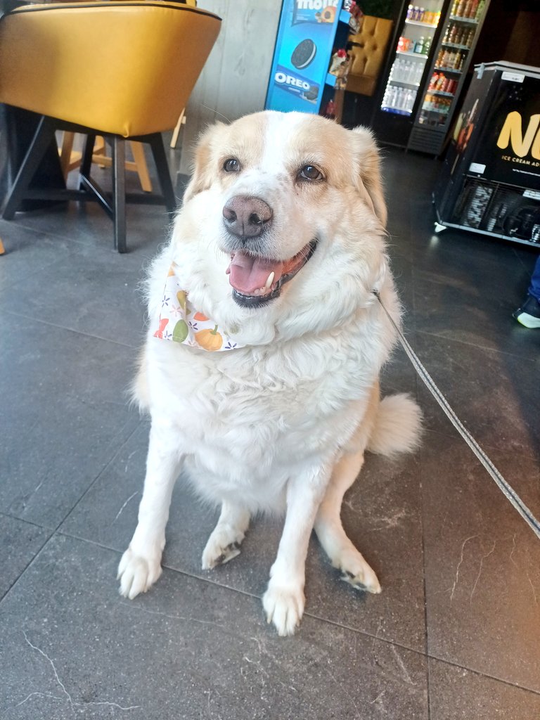 nektariaG's tweet image. Σημερα γιορταζει ο σεφ σου οποτε πας με την ψηλη να του παρεις γλυκο. 🥳 #Λεμονια