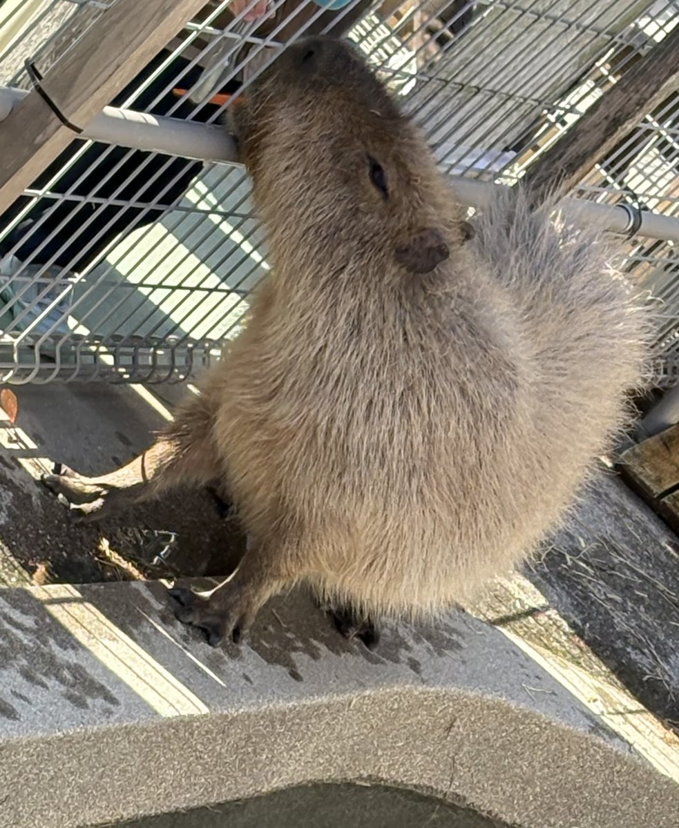浅井くん。バイウィークはカピバラでご対面。浅井くんベンチでぼーっと