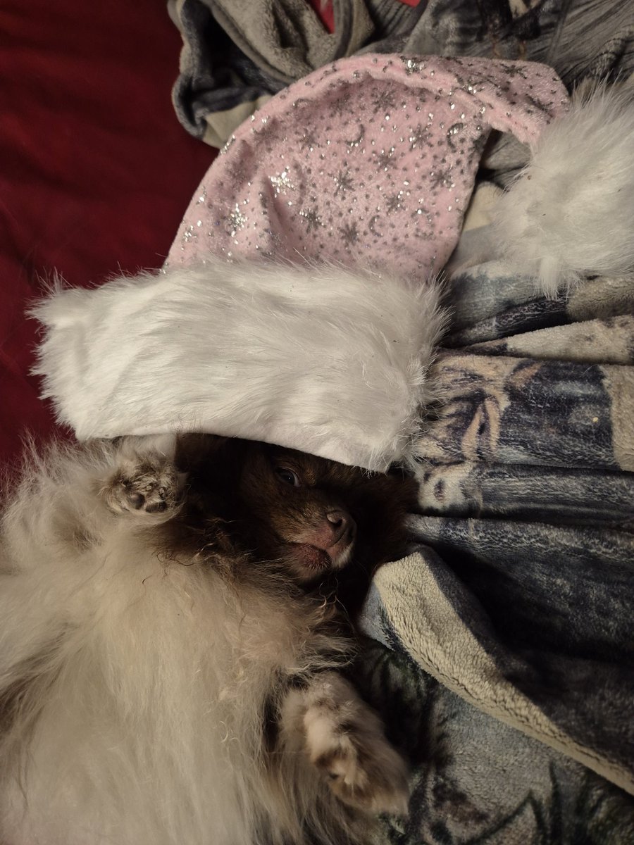 Wir wünschen euch eine tolle Atswentszeit 
🐼 guckt, ob das Christkind schon kommt
🐻 *winkt*
 #TRChristmaszauber