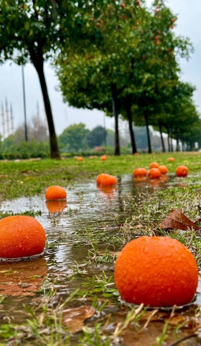 BioMerii's tweet photo. Adana da sonbahar🍂🍁🧡🤎🍊🍊 https://t.co/SIkrizLMvX