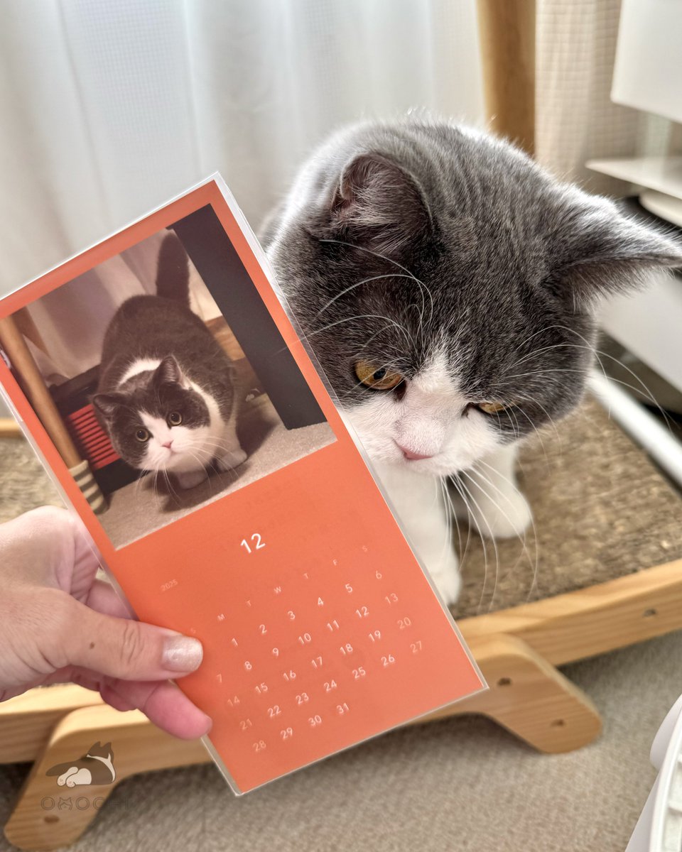 おもち (@omochiomoching) / Posts / X