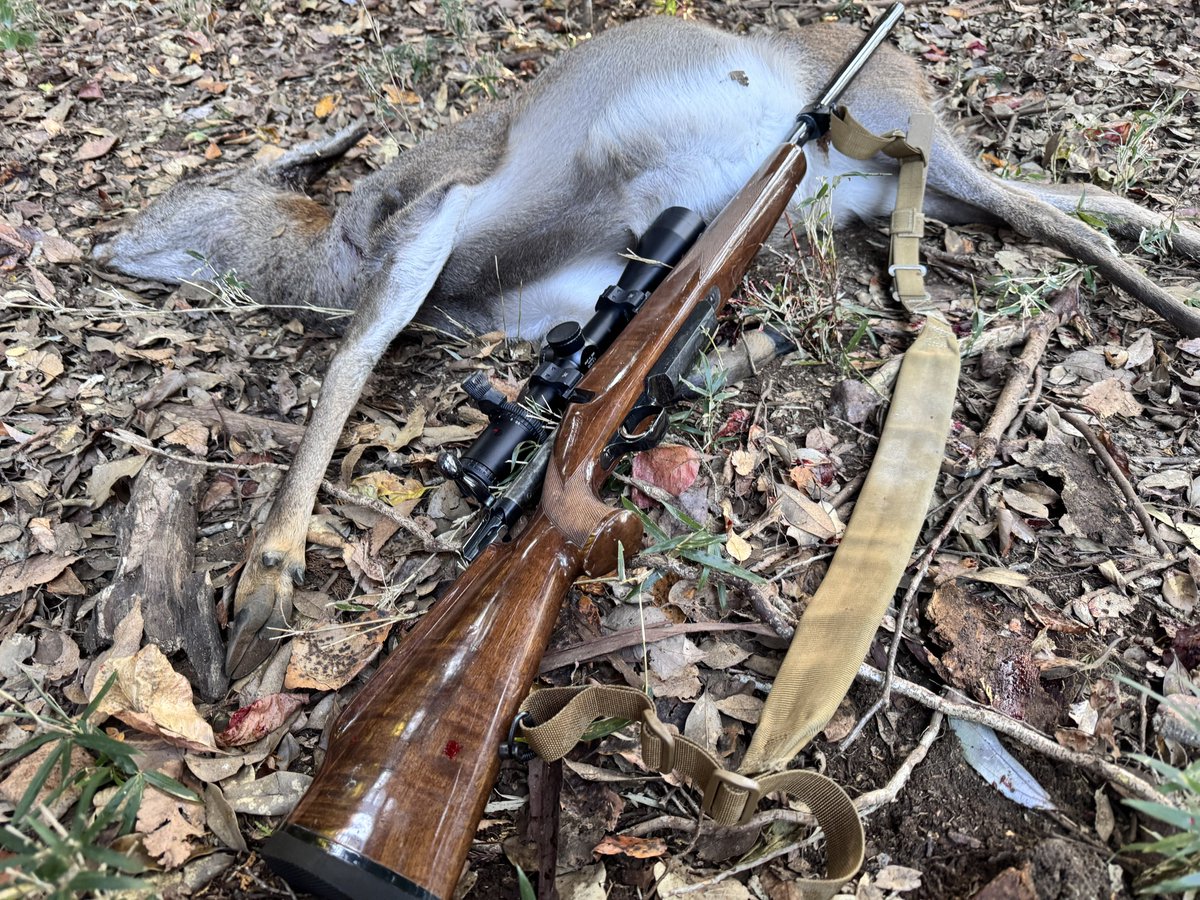 scarecrow762's tweet image. MSS-20に無事入魂☺️
今日は初っ端から鬱蒼とした雑木林の中、50m先で木化けしてるシカを発見
外したものの、感覚がビンビンに研ぎ澄まされているのを実感
1頭目はそこから200m先を進んだ対面の尾根付近で木化けしてるところを見つけた…