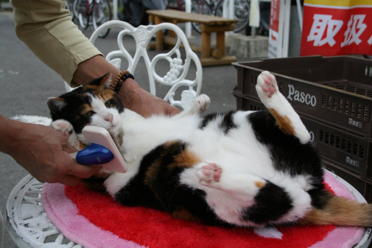 駅長たま (@ekichoTAMA) / Posts / X