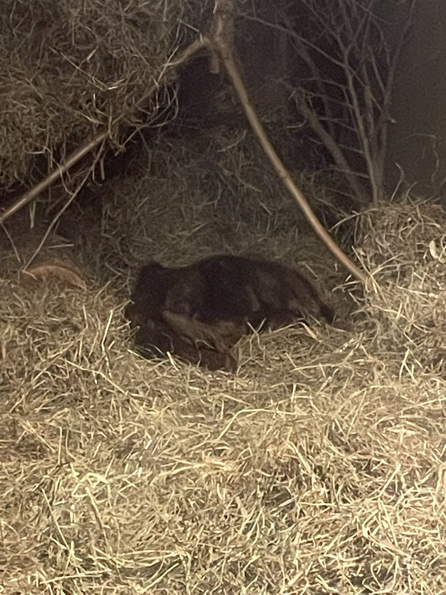 ペンギンビーバー