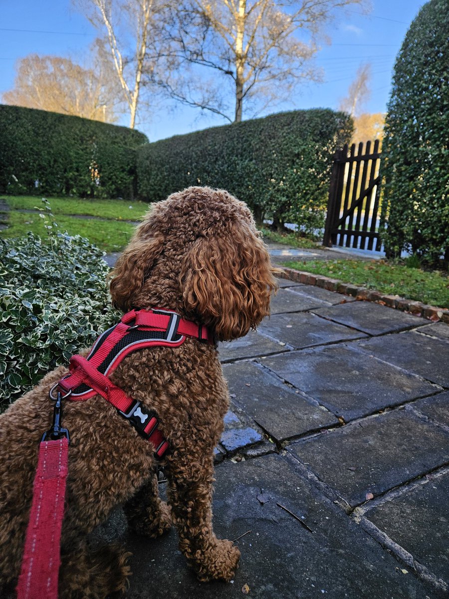 Anita11578064's tweet image. Waiting very patiently while I put my wellies on 🐶❤️ #walkies