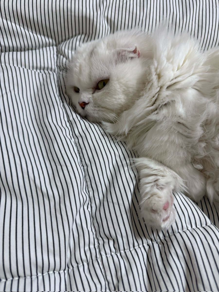 KSGUpdates's tweet image. 251130 🐻💬